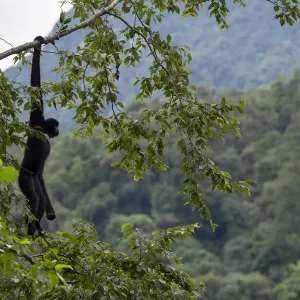 Central Yunnan black crested gibbon (Nomascus concolor jingdongensis), alpha male hanging from tree Central Yunnan black crested gibbon (Nomascus concolor jingdongensis), alpha male hanging from tree