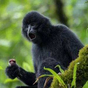 Central Yunnan black crested gibbon (Nomascus concolor jingdongensis), alpha male Central Yunnan black crested gibbon (Nomascus concolor jingdongensis), alpha male