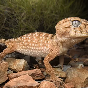 Centralian knob-tailed gecko (Nephrurus amyae), large adult, near Alice Springs, November