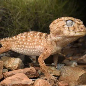 Centralian knob-tailed gecko Print, large adult Centralian knob-tailed gecko Print, large adult