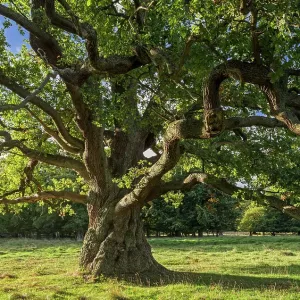 Print of a centuries-old English oak tree in late summer, Denmark Print of a centuries-old English oak tree in late summer, Denmark