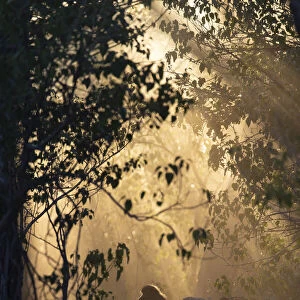 Chacma baboon (Papio ursinus) sitting in rainforest in morning light