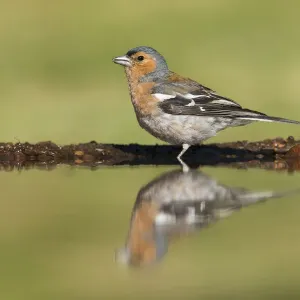 Chaffinch (Fringilla coelebs) adult male drinking at garden pond, Scotland, UK. July Chaffinch (Fringilla coelebs) adult male drinking at garden pond, Scotland, UK. July