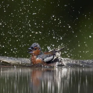 Chaffinch (Fringilla coelebs) male bathing, Pusztaszer, Hungary, May 2008