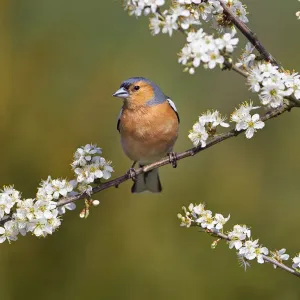 Chaffinch (Fringilla coelebs) male perched on flowering tree branch, Norfolk, England Chaffinch (Fringilla coelebs) male perched on flowering tree branch, Norfolk, England