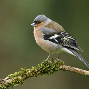 Chaffinch (Fringilla coelebs) male perched on mossy branch, Buckinghamshire, England Chaffinch (Fringilla coelebs) male perched on mossy branch, Buckinghamshire, England