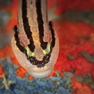 Chameleon goby (Tridentiger trigonocephalus) from above. Gulf of Bohai, Yellow Sea