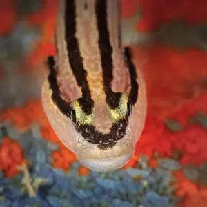Chameleon goby (Tridentiger trigonocephalus) from above. Gulf of Bohai, Yellow Sea Chameleon goby (Tridentiger trigonocephalus) from above. Gulf of Bohai, Yellow Sea