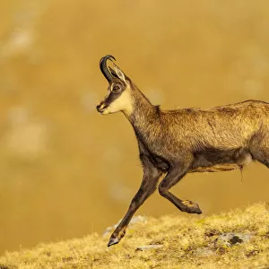 Chamois (Rupicapra rupicapra) running down ridge, in early morning light. Lausons Valley