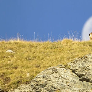 Chamois (Rupicapra rupicapra) walking with the moon behind, Mercantour National Park