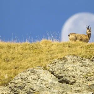Chamois Print, Mercantour National Park at Night Chamois Print, Mercantour National Park at Night