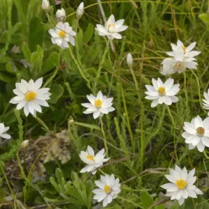 Chamomile sunray (Rhodanthe anthemoides). Tasmania, Australia. January