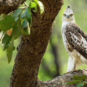 Changeable hawk-eagle / Crested hawk-eagle (Nisaetus cirrhatus) perched on branch, Bardia National Park, Terai, Nepal