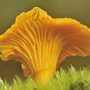 Chanterelle fungi (Cantharellus cibarius) showing gills on underside, Inverness-shire