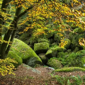 Print of autumnal forest landscape with rocky outcrops and trees Print of autumnal forest landscape with rocky outcrops and trees