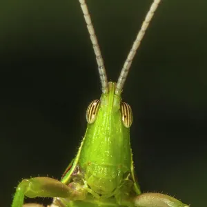 Chapuline Grasshopper Portrait, Los Tuxtlas Rainforest Art