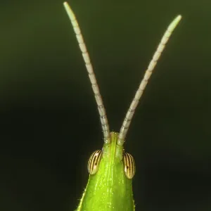 Chapuline Grasshopper Print, Los Tuxtlas Rainforest Chapuline Grasshopper Print, Los Tuxtlas Rainforest