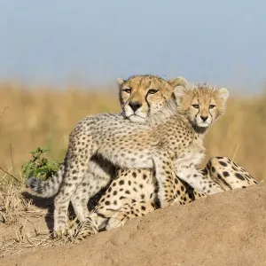 ★デイジー『 Cheetah family B/W 』by Zuberi Cheetah Family – Terra by Battat