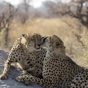 Two Cheetah (Acinonyx jubatus) brothers grooming one another. bonding behaviour, Linyanti, Chobe National Park, Botswana Two Cheetah (Acinonyx jubatus) brothers grooming one another. bonding behaviour, Linyanti, Chobe National Park, Botswana