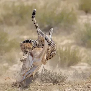 Two Cheetahs chasing Springbok Print Two Cheetahs chasing Springbok Print