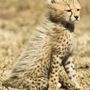 Cheetah Cub Portrait Print, Serengeti National Park Cheetah Cub Portrait Print, Serengeti National Park