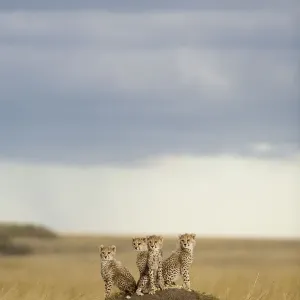 Cheetah Cubs Print - 4 Month Olds, Masai-Mara Game Reserve, Kenya Cheetah Cubs Print - 4 Month Olds, Masai-Mara Game Reserve, Kenya