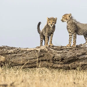 Cheetah (Acinonyx jubatus), cubs age 8 weeks playing, Masai Mara Game Reserve, Kenya