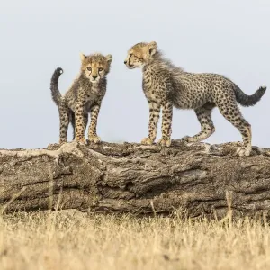 Cheetah Cub Play Print, Masai Mara Game Reserve Cheetah Cub Play Print, Masai Mara Game Reserve