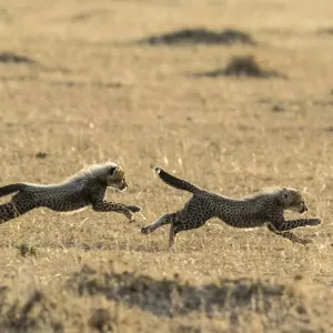 Cheetah (Acinonyx jubatus), cubs age 8 weeks playing, Masai Mara Game Reserve, Kenya