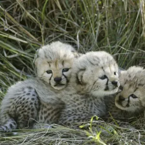 Print of Cheetah cubs at 5 weeks, Masai-Mara Game Reserve Print of Cheetah cubs at 5 weeks, Masai-Mara Game Reserve