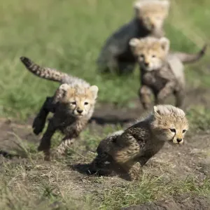 Cheetah Cubs Playing Print, 6/7 Weeks Old, Masai-Mara Game Reserve Cheetah Cubs Playing Print, 6/7 Weeks Old, Masai-Mara Game Reserve