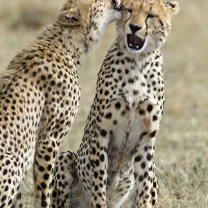 Cheetah (Acinonyx jubatus) cubs grooming each other, Masai-Mara Game Reserve, Kenya