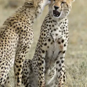 Cheetah Cubs Grooming Print Cheetah Cubs Grooming Print