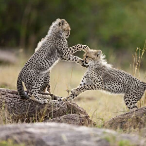 Cheetah (Acinonyx jubatus) cubs playing, Masai-Mara Game Reserve, Kenya. Vulnerable species