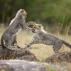 Cheetah Cubs Playing Print Cheetah Cubs Playing Print