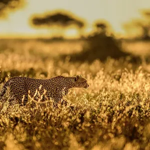 Gacela (Acinonyx jubatus) hembra, caminando a través de hierba larga al amanecer, área de Ndutu, Serengeti / Área de Conservación Ngorongoro, Tanzania. Gacela (Acinonyx jubatus) hembra, caminando a través de hierba larga al amanecer, área de Ndutu, Serengeti / Área de Conservación Ngorongoro, Tanzania.