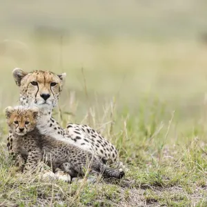 Cheetah Cub Portrait, Serengeti National Park, Tanzania. Art