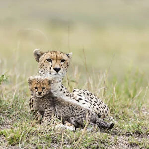 Cheetah (Acinonyx jubatus) female and 8 / 9 week cub, Masai Mara Game Reserve, Kenya