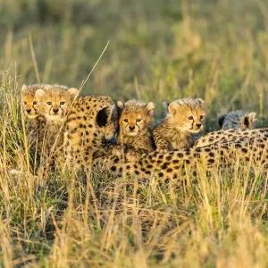 Cheetah (Acinonyx jubatus) female and 8 / 9 week cubs, Masai Mara Game Reserve, Kenya Cheetah (Acinonyx jubatus) female and 8 / 9 week cubs, Masai Mara Game Reserve, Kenya
