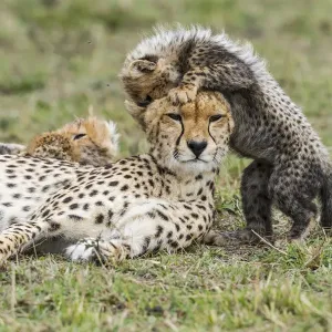 ★デイジー『 Cheetah family B/W 』by Zuberi Cheetah Family – Terra by Battat
