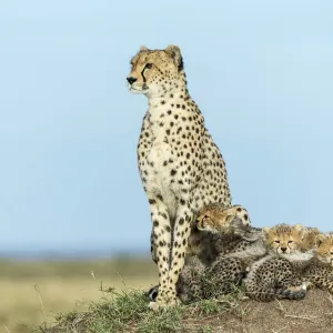Cheetah (Acinonyx jubatus) female and 8 / 9 week cubs, Masai Mara Game Reserve, Kenya Cheetah (Acinonyx jubatus) female and 8 / 9 week cubs, Masai Mara Game Reserve, Kenya