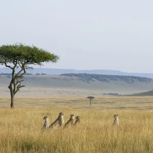 Cheetah Female with Cubs Print, Masai-Mara Game Reserve, Kenya Cheetah Female with Cubs Print, Masai-Mara Game Reserve, Kenya