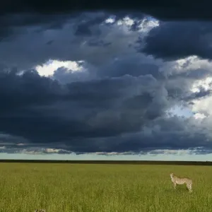 Cheetah Female Print: Dark Storm Clouds, Masai-Mara Game Reserve Cheetah Female Print: Dark Storm Clouds, Masai-Mara Game Reserve