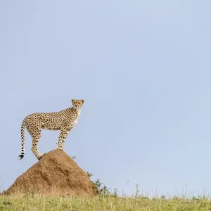 Cheetah Print - Female Standing on Mound, Masai Mara Game Reserve Cheetah Print - Female Standing on Mound, Masai Mara Game Reserve