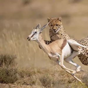 Cheetah (Acinonyx jubatus) hunting Springbok (Antidorcas marsupialis) Kgalagadi