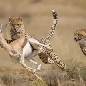 Cheetah (Acinonyx jubatus) hunting Springbok (Antidorcas marsupialis) Kgalagadi Cheetah (Acinonyx jubatus) hunting Springbok (Antidorcas marsupialis) Kgalagadi
