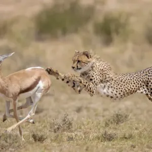 Cheetah Print: Springbok Tripped by Cheetah, Kgalagadi, South Africa Cheetah Print: Springbok Tripped by Cheetah, Kgalagadi, South Africa