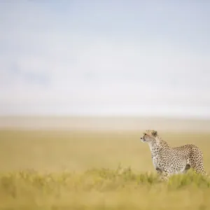 Cheetah Print: Male on the Hunt in Ngorongoro Crater Cheetah Print: Male on the Hunt in Ngorongoro Crater