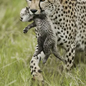 Cheetah Mother Carrying Cub Print, 4-5 Weeks Old Cheetah Mother Carrying Cub Print, 4-5 Weeks Old