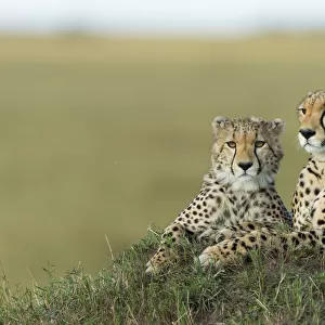 Cheetah (Acinonyx jubatus) mother and cub, Masai-Mara Game Reserve, Kenya